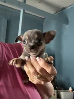 Jasmine, a female Chihuahua for sale in North Carolina, NC – 1 of 2