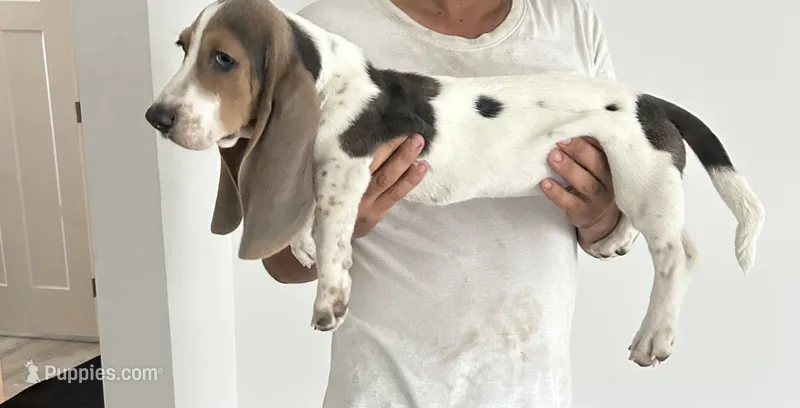Lincoln – Basset Hound puppy for sale in North Carolina, NC