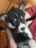 Mochii, a female Siberian Husky for sale in Chicopee, MA – 3 of 3