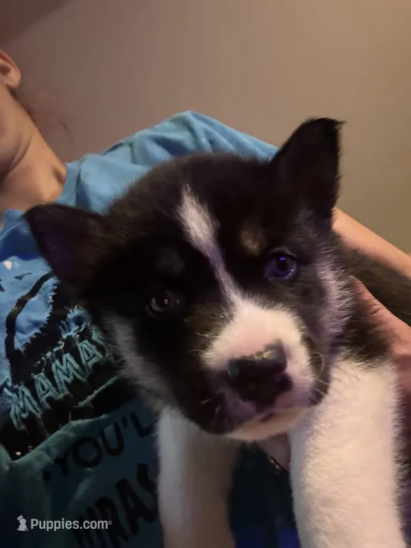 Spike – Siberian Husky puppy for sale in Chicopee, MA