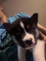 Spike, a male Siberian Husky for sale in Chicopee, MA – 1 of 3
