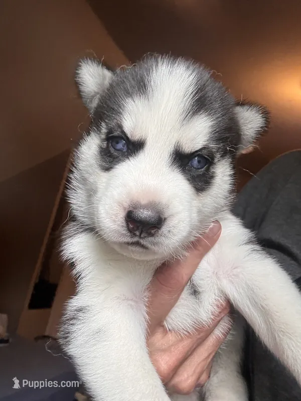 Milo – Siberian Husky puppy for sale in Chicopee, MA