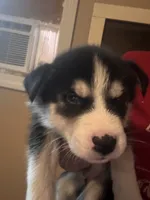 Puppy 3, a male Siberian Husky for sale in Chicopee, MA – 3 of 3