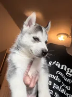 Bobby , a male Siberian Husky for sale in Chicopee, MA – 2 of 4