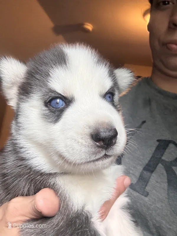 Sophia – Siberian Husky puppy for sale in Chicopee, MA