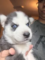 Sophia, a female Siberian Husky for sale in Chicopee, MA – 1 of 2