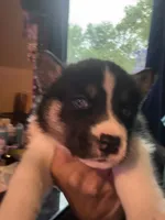 Spike, a male Siberian Husky for sale in Chicopee, MA – 3 of 3