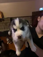 Puppy 1, a male Siberian Husky for sale in Chicopee, MA – 4 of 5