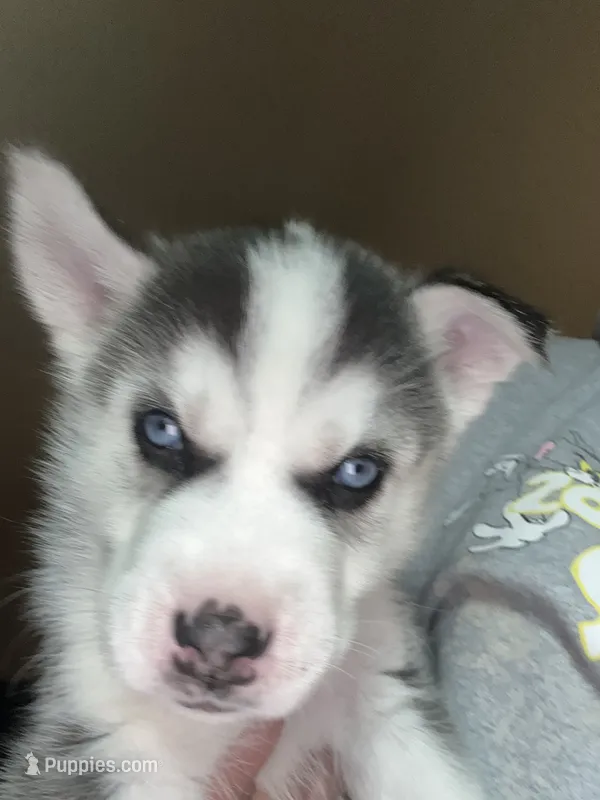 Sandy – Border Collie, Siberian Husky puppy for sale in Chicopee, MA