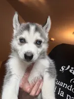 Bobby , a male Siberian Husky for sale in Chicopee, MA – 4 of 4