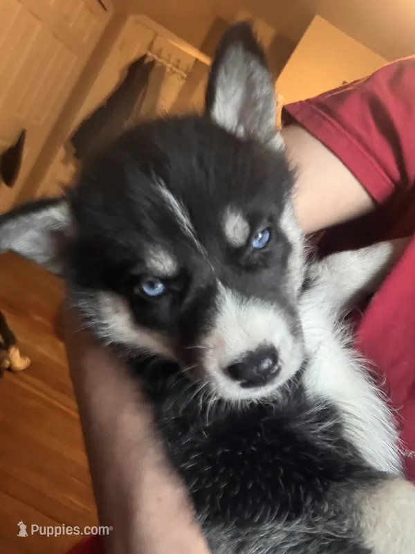 Mochii – Siberian Husky puppy for sale in Chicopee, MA