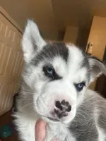 Sandy, a female Border Collie and Siberian Husky for sale in Chicopee, MA – 2 of 2