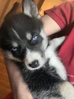 Mochii, a female Siberian Husky for sale in Chicopee, MA – 2 of 3