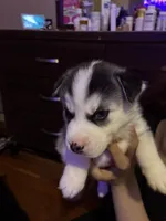 Puppy 1, a male Siberian Husky for sale in Chicopee, MA – 5 of 5