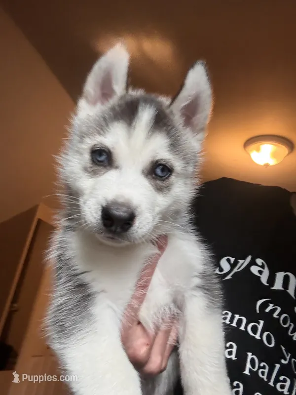 Bobby  – Siberian Husky puppy for sale in Chicopee, MA