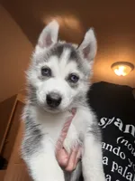 Bobby , a male Siberian Husky for sale in Chicopee, MA – 1 of 4