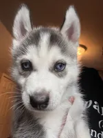 Bobby , a male Siberian Husky for sale in Chicopee, MA – 3 of 4