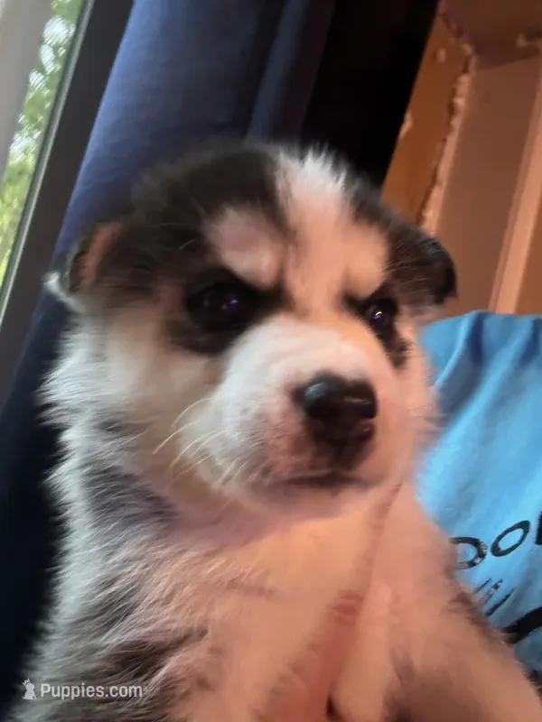 Puppy 1 – Siberian Husky puppy for sale in Chicopee, MA