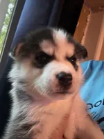 Puppy 1, a male Siberian Husky for sale in Chicopee, MA – 1 of 5