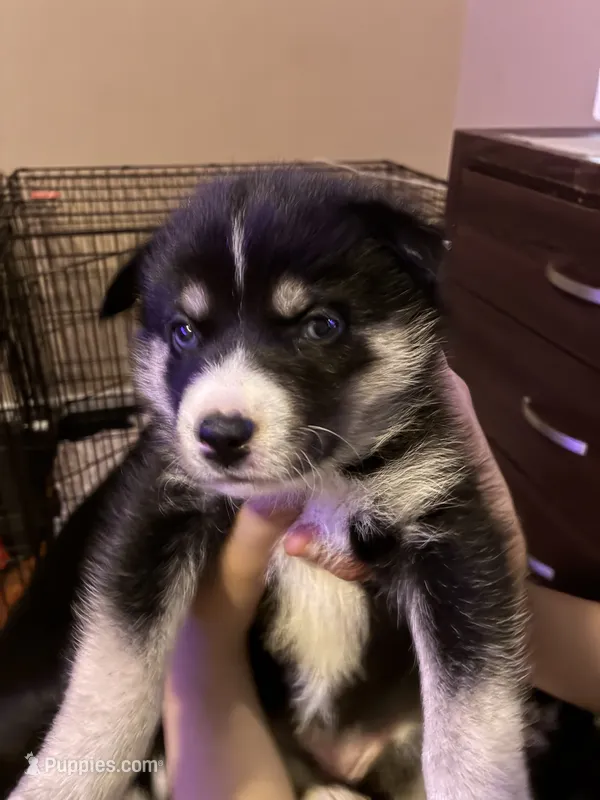 Puppy 3 – Siberian Husky puppy for sale in Chicopee, MA