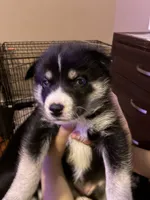 Puppy 3, a male Siberian Husky for sale in Chicopee, MA – 1 of 3