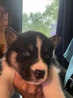 Spike, a male Siberian Husky for sale in Chicopee, MA – 2 of 3