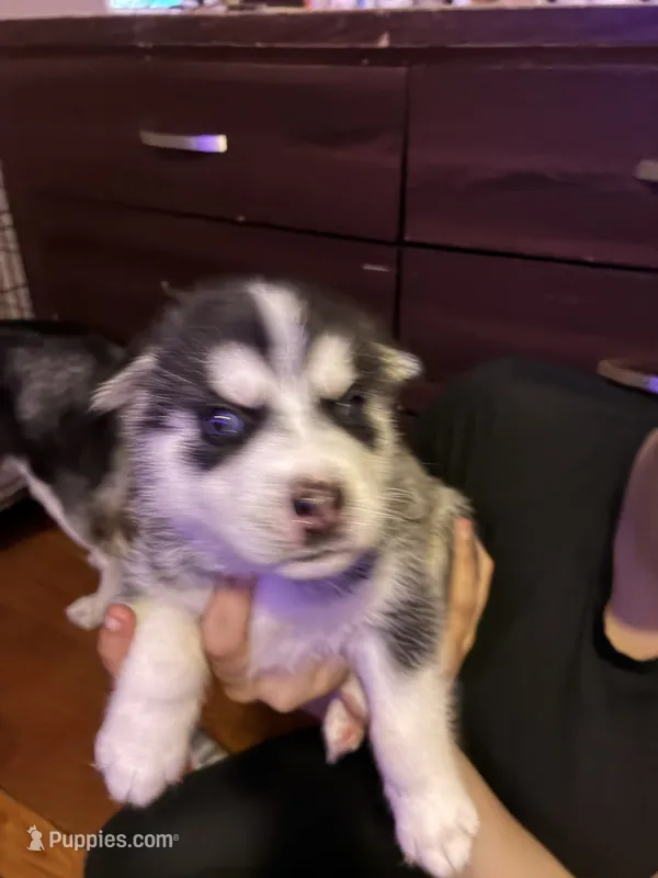 Puppy 2 , a male Siberian Husky for sale in Chicopee, MA – 1 of 1