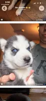 Sophia, a female Siberian Husky for sale in Chicopee, MA – 2 of 2