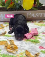 Tulip, a female Dachshund for sale in Warren, TX – Photo 1 of 2