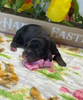 Tulip, a female Dachshund for sale in Warren, TX – Photo 2 of 2