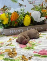 Charm, a male Dachshund for sale in Warren, TX – Photo 2 of 2