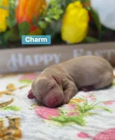 Charm, a male Dachshund for sale in Warren, TX – Photo 1 of 2