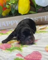 Clover , a male Dachshund for sale in Warren, TX – Photo 2 of 2