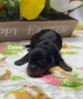 Clover , a male Dachshund for sale in Warren, TX – Photo 1 of 2