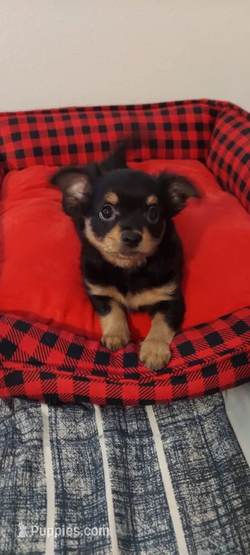 Long haired chihuahua  – Chihuahua puppy for sale in Ocala, FL