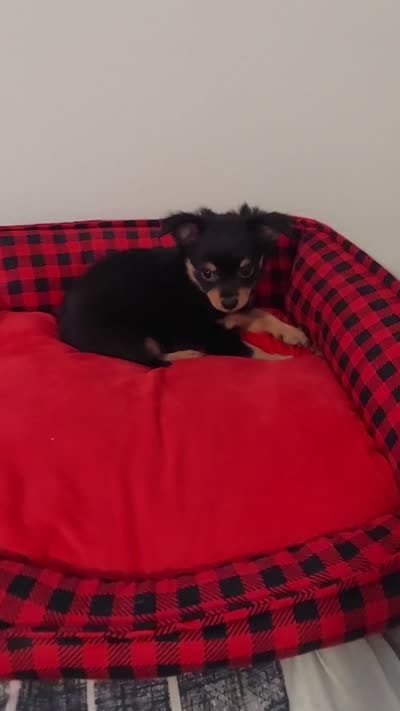 Long haired chihuahua , a female Chihuahua for sale in Ocala, FL – 3 of 3