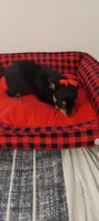 Long haired chihuahua , a female Chihuahua for sale in Ocala, FL – 2 of 3