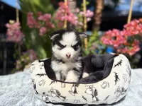 Percy, a female Pomsky for sale in Homeland, CA – 2 of 9