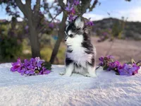Leo, a male Pomsky for sale in Homeland, CA – Photo 4 of 7