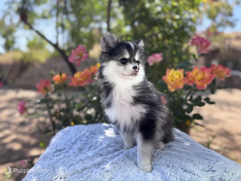 Leo – Pomsky puppy for sale in Homeland, CA