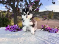 Leo, a male Pomsky for sale in Homeland, CA – Photo 2 of 7
