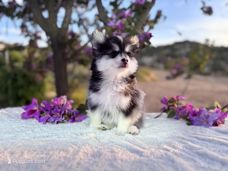 Leo – Pomsky puppy for sale in Homeland, CA