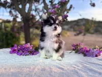 Leo, a male Pomsky for sale in Homeland, CA – Photo 1 of 7