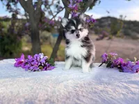 Leo, a male Pomsky for sale in Homeland, CA – Photo 5 of 7