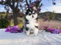 Leo, a male Pomsky for sale in Homeland, CA – Photo 3 of 7