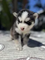 Mercury, a male Pomsky for sale in Homeland, CA – 4 of 9