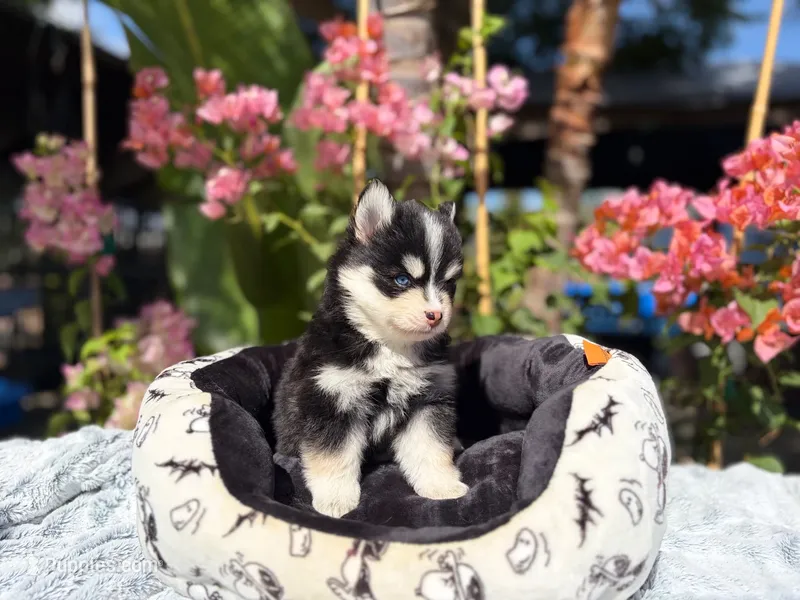 Solar – Pomsky puppy for sale in Homeland, CA
