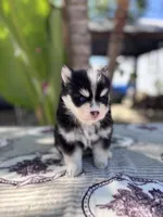 Solar, a male Pomsky for sale in Homeland, CA – 6 of 9