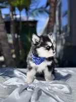 Scorpio, a male Pomsky for sale in Homeland, CA – Photo 4 of 10