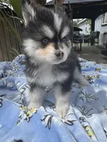 Scorpio, a male Pomsky for sale in Homeland, CA – Photo 2 of 9